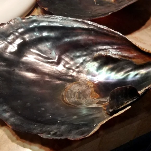 Shell - Picture 1 of 8